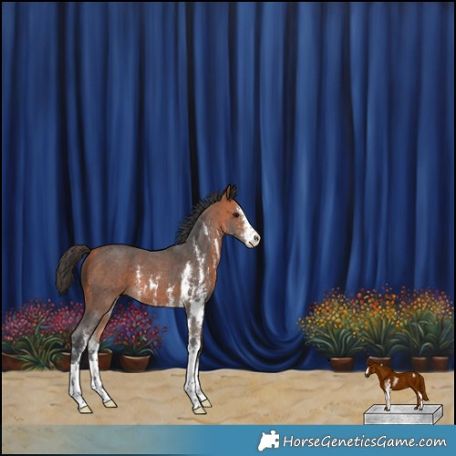 Horse Color:Bay Sabino 