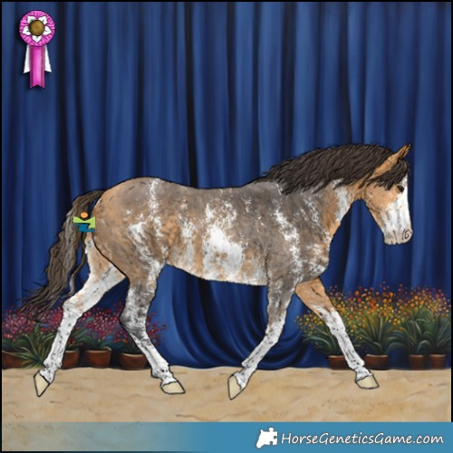 Horse Color:Buckskin Sabino 