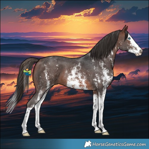 Horse Color:Brown Sabino Splash Varnish 