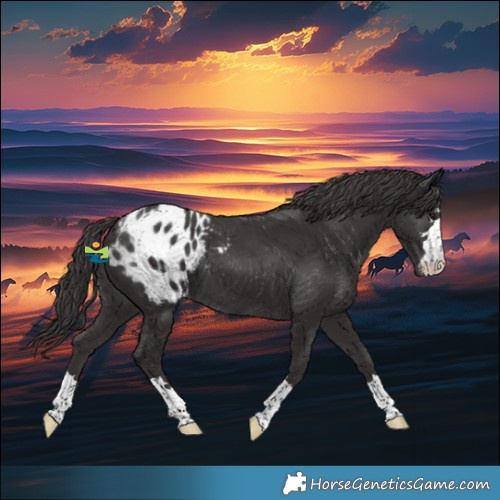 Horse Color:Smoky Black Appaloosa