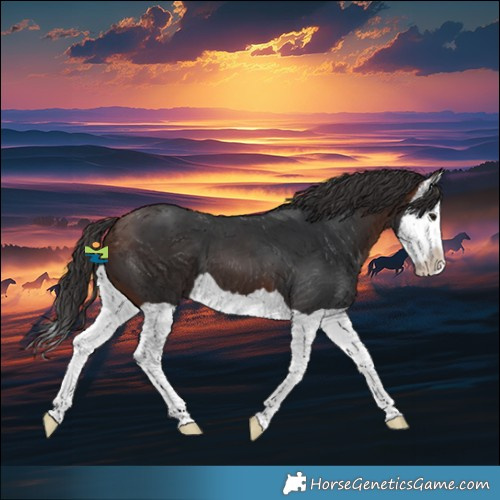 Horse Color:Brown Splash