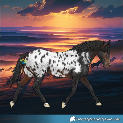 Horse Color:Brown Appaloosa