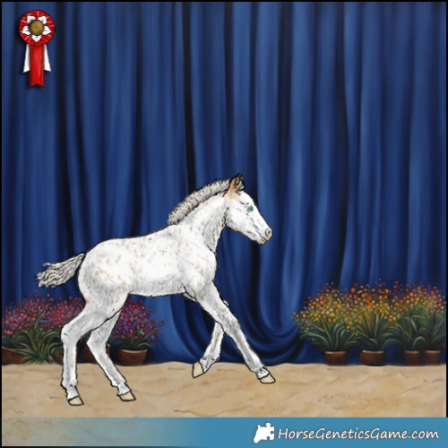 Horse Color:Silver Buckskin Roan Splash Appaloosa