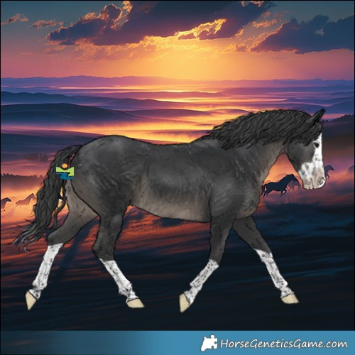 Horse Color:Black Splash Appaloosa 