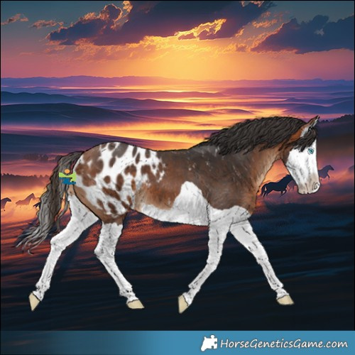 Horse Color:Bay Splash Appaloosa