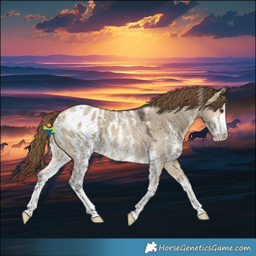 Horse Color:Buckskin Dun Sabino Appaloosa