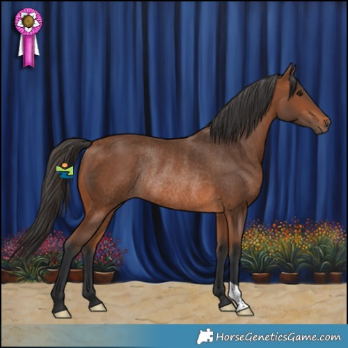 Horse Color:Bay Rabicano 