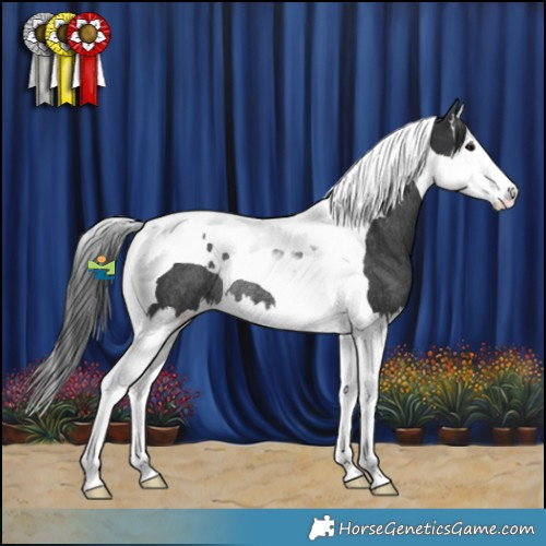 Horse Color:Black Splash Tobiano Rabicano