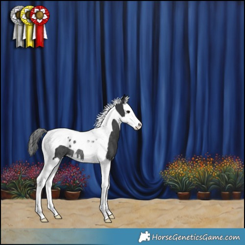 Horse Color:Black Splash Tobiano Rabicano