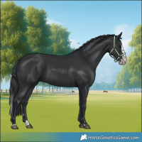 Horse Color:Black  and Black Splash 