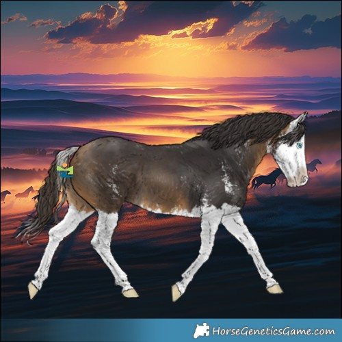 Horse Color:Buckskin Sabino Splash