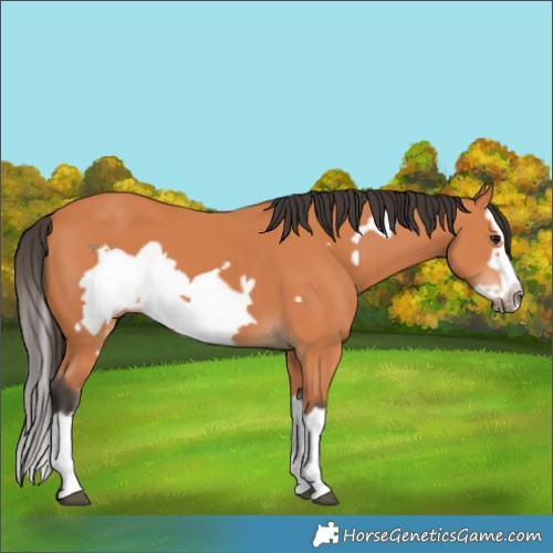 Horse Color:Bay Splash Frame 