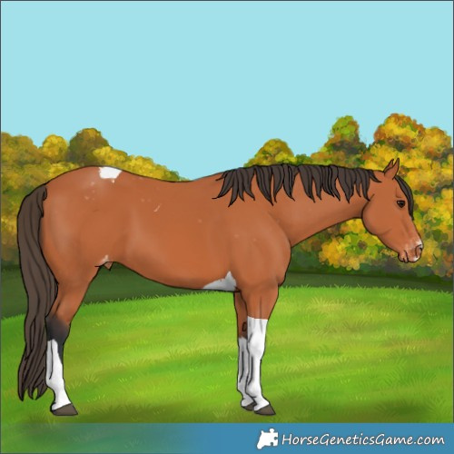 Horse Color:Bay Tobiano Appaloosa 