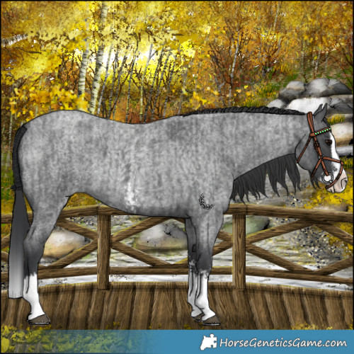 Horse Color:Blue Roan Sabino Splash and Blue Roan Sabino Splash