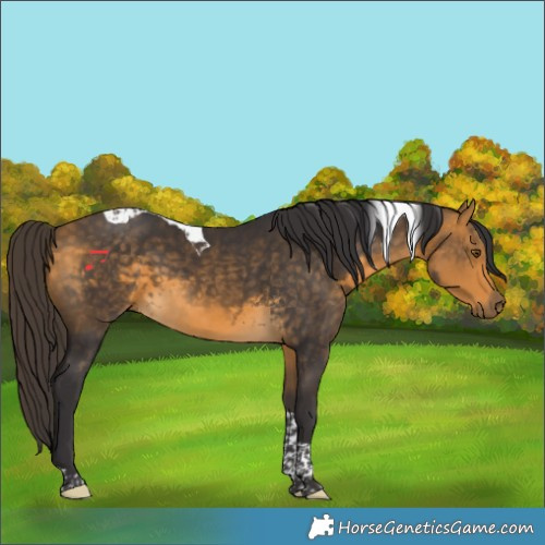 Horse Color:Buckskin Tobiano