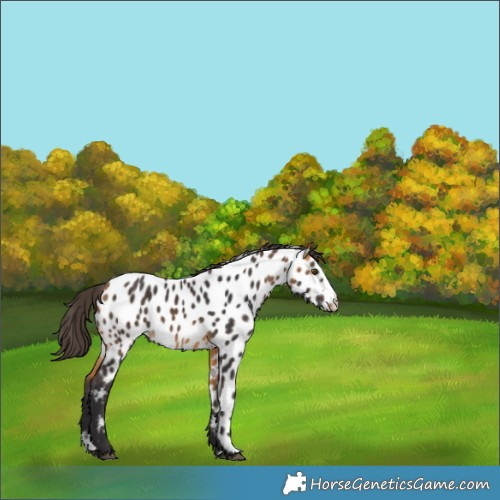 Horse Color:Buckskin Splash Near Leopard Rabicano