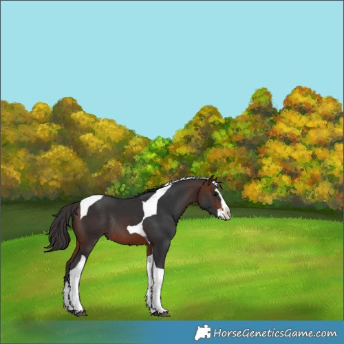 Horse Color:Brown Splash Tobiano Rabicano 