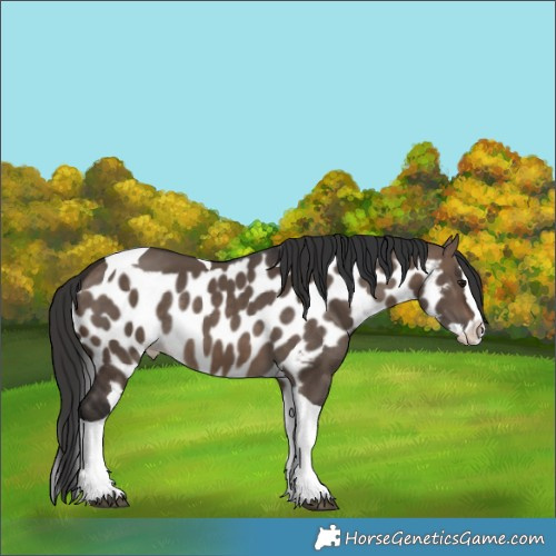 Horse Color:Brown Dun Splash Tobiano Skewed Appaloosa Rabicano 