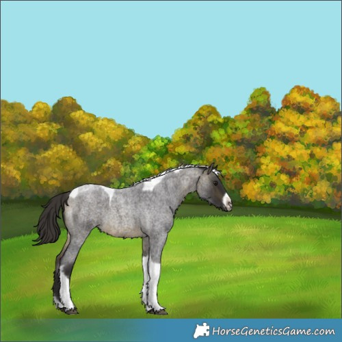Horse Color:Buckskin Roan Tobiano Frame Rabicano 