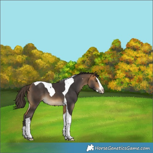 Horse Color:Buckskin Splash Tobiano Rabicano 