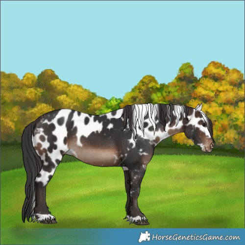 Horse Color:Brown Skewed LP Spotted Rabicano 