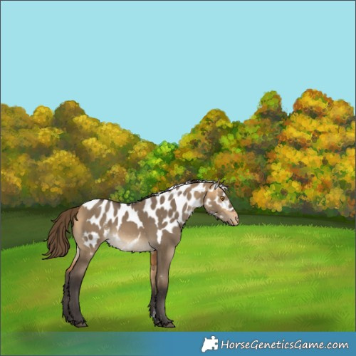 Horse Color:Buckskin Dun Skewed Appaloosa Rabicano