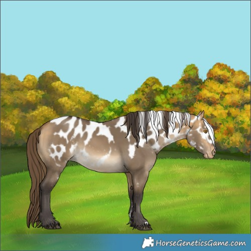 Horse Color:Buckskin Dun Skewed LP Spotted Rabicano 