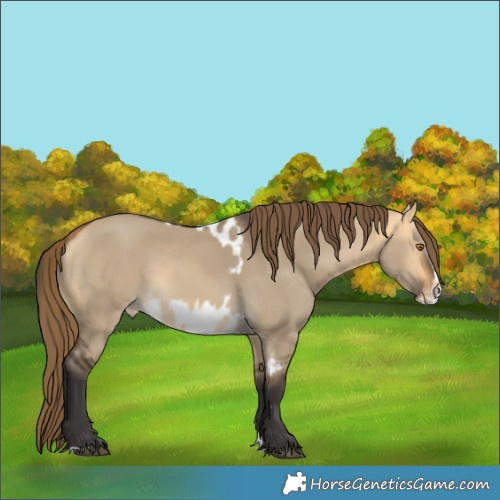 Horse Color:Buckskin Dun Splash Skewed Appaloosa Rabicano 