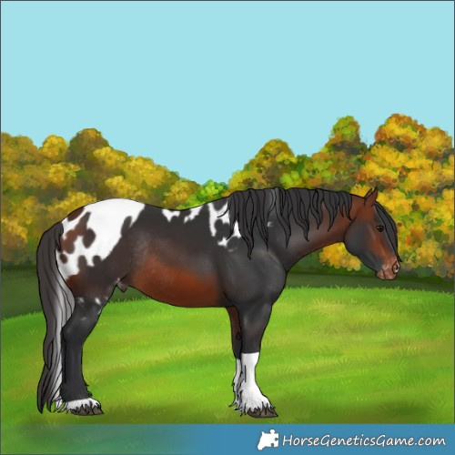 Horse Color:Bay Tobiano Skewed Appaloosa Rabicano 