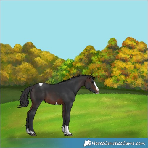 Horse Color:Brown Splash Tobiano Rabicano 