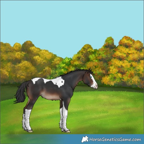 Horse Color:Brown Splash Tobiano Rabicano 