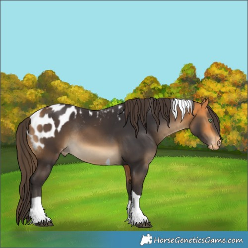 Horse Color:Buckskin Tobiano Skewed Appaloosa Rabicano 
