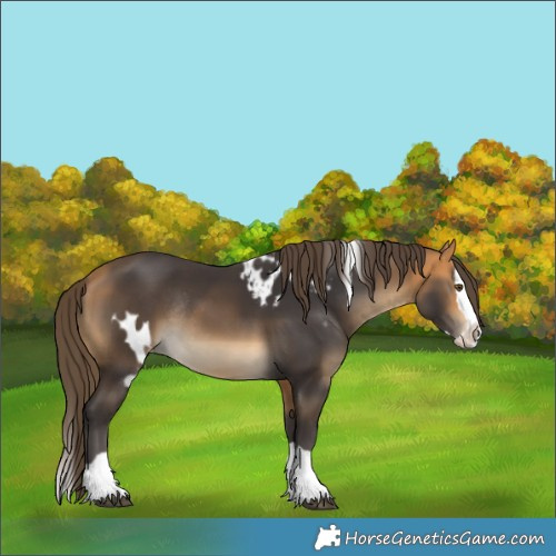 Horse Color:Buckskin Splash Skewed LP Spotted Rabicano