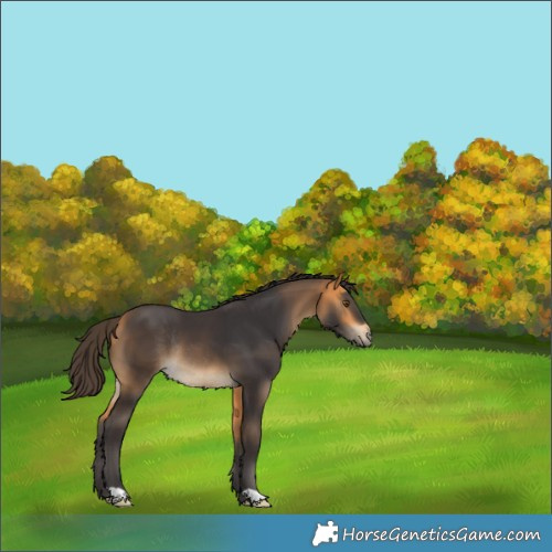 Horse Color:Buckskin Rabicano 
