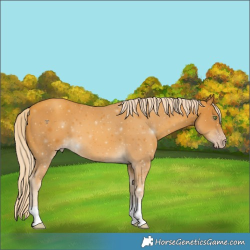 Horse Color:Gold Cream Champagne