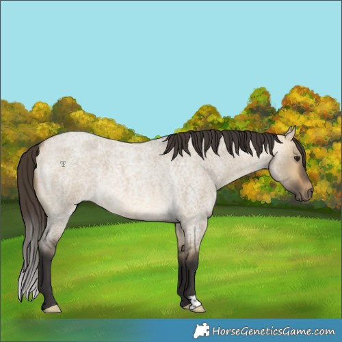 Horse Color:Buckskin Roan Dun