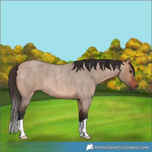 Horse Color:Bay Roan Dun 