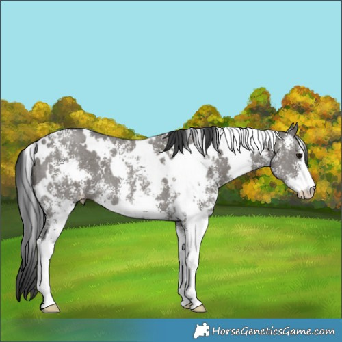 Horse Color:White Spotted Grullo Sabino