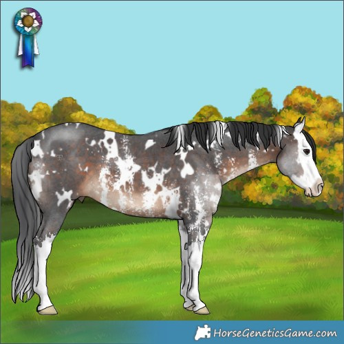 Horse Color:White Spotted Brown Sabino Splash