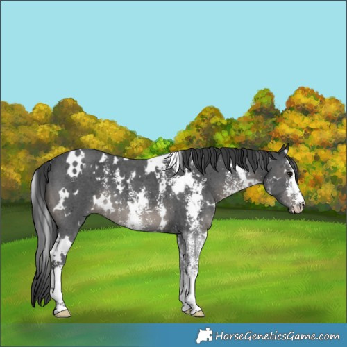 Horse Color:White Spotted Black Sabino 