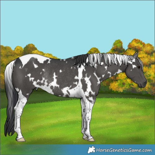 Horse Color:White Spotted Black Tobiano Rabicano