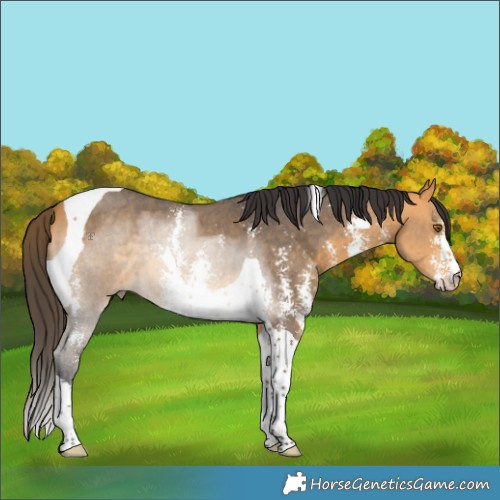 Horse Color:Buckskin Sabino Tobiano 