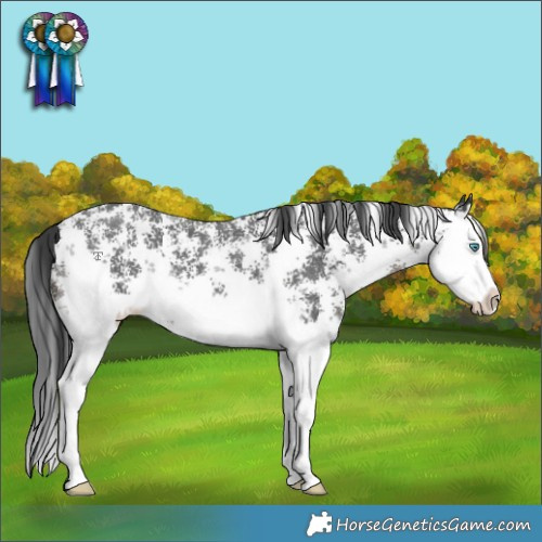 Horse Color:Black Sabino Splash 
