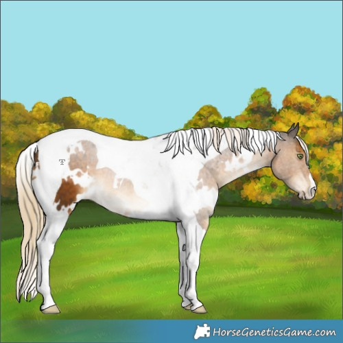 Horse Color:White Spotted Chocolate Palomino Tobiano