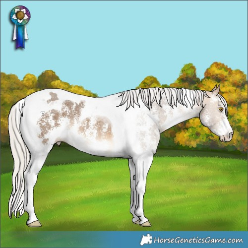 Horse Color:Silver Buckskin Sabino Tobiano Rabicano 
