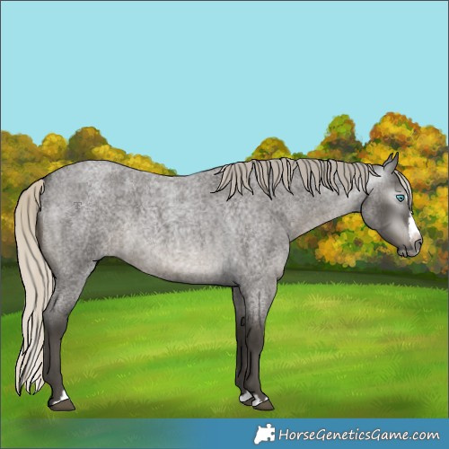 Horse Color:Gray Silver Smoky Blue Roan Splash 