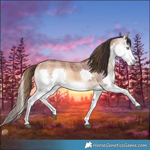 Horse Color:Plaid Bay Onyx Splash