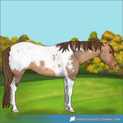 Horse Color:Bay Dun Tobiano Snowcap