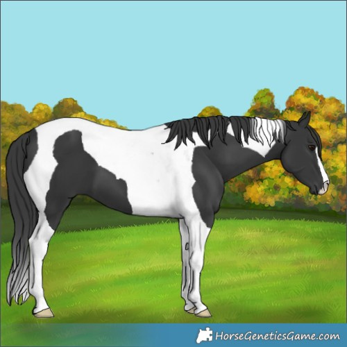 Horse Color:Black Tobiano 