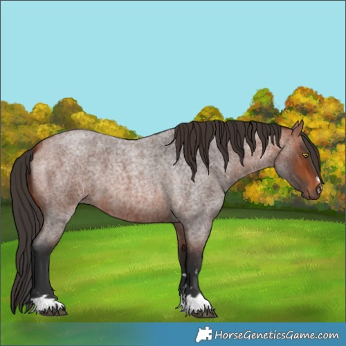 Horse Color:Bay Roan 